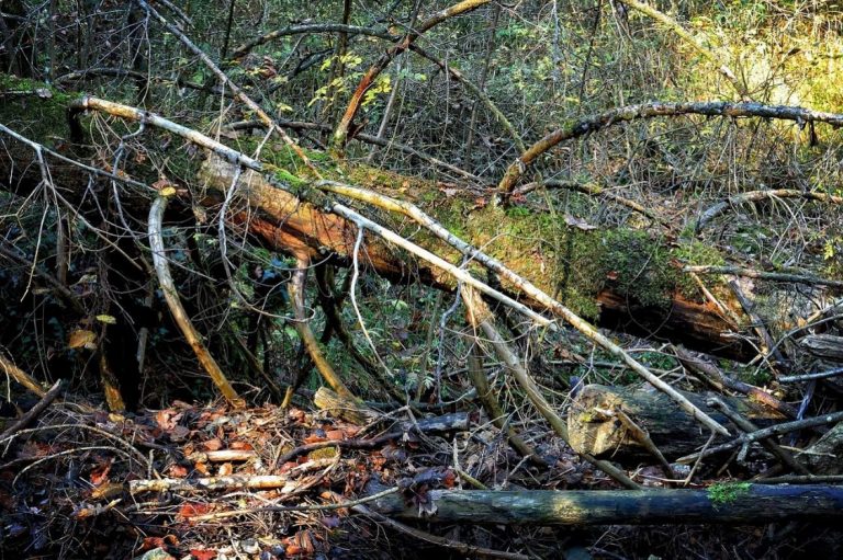 Dense-forest
